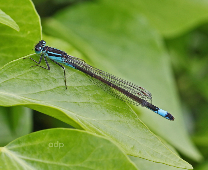 Blue-tailed Damselfly (Ischnura elegans) Alan Prowse - IMG_3051tqsw800c BTDF FMP.jpg IMG_3051tqsw800c BTDF FMP.jpg